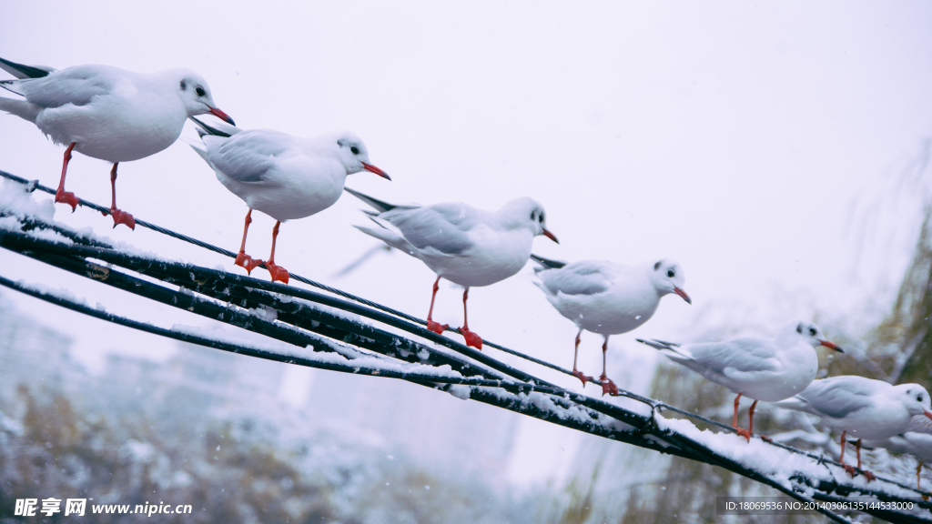 雪中海鸥