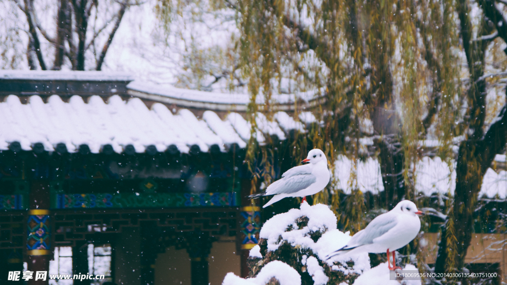 雪中海鸥