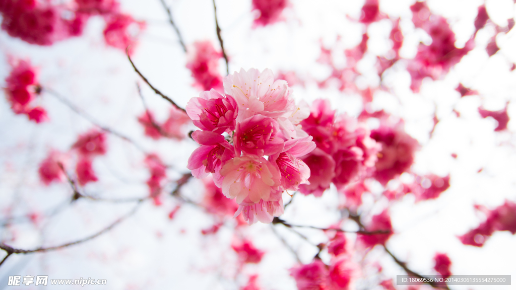 樱花