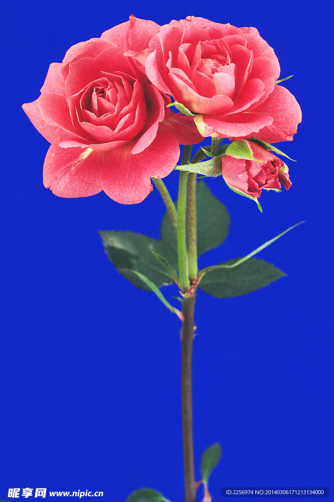 百花争艳