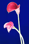 百花争艳
