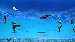 海洋生物
