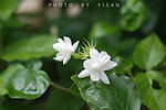 茉莉花