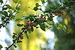 苹果