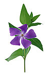 鲜花