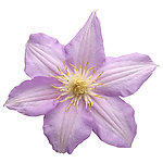 鲜花