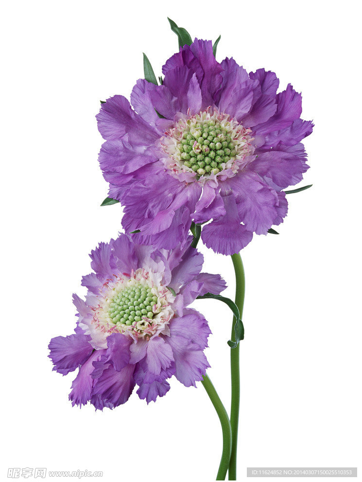 鲜花