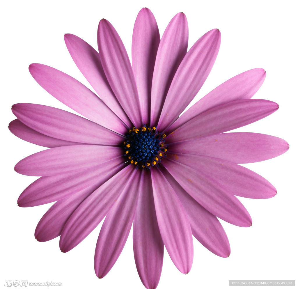 鲜花