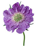 鲜花