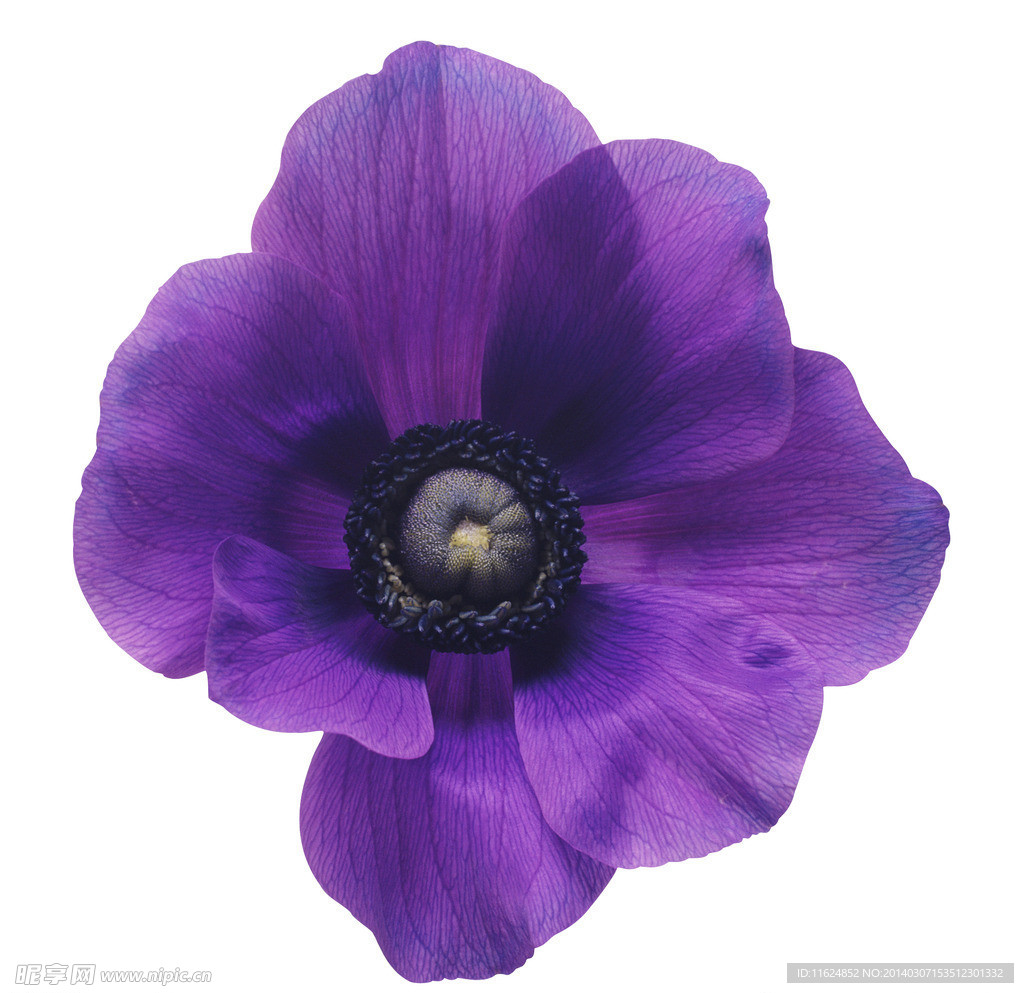 鲜花