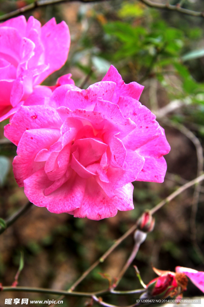 红花