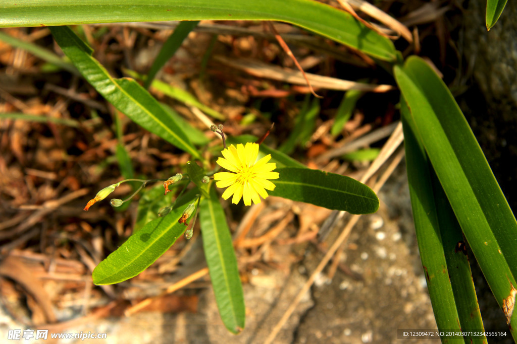 小黄花