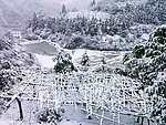 雪景