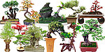 植物素材 园林植物