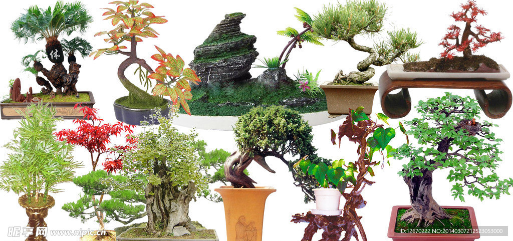 植物素材 园林植物