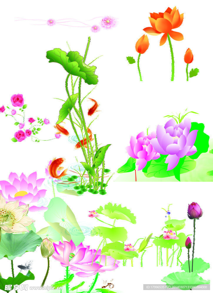 荷花鱼
