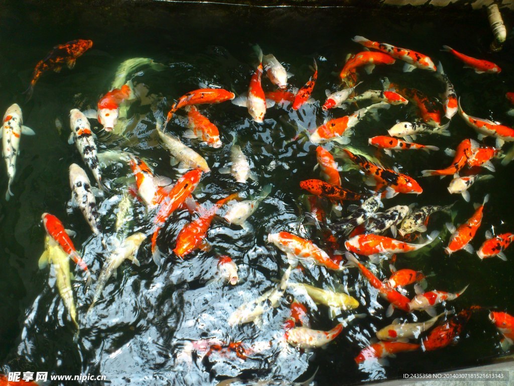 锦鲤戏水
