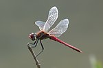 蜻蜓