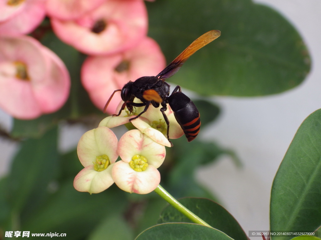 马蜂与蜜蜂的生命有多长-