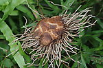 虎掌