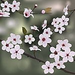 花朵 鲜花 花瓣