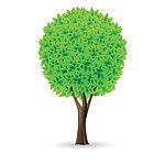 树木 大树 绿树