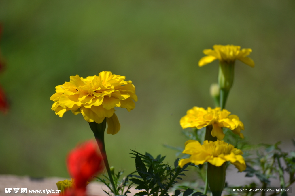 黄花