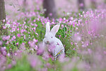 兔子 可爱