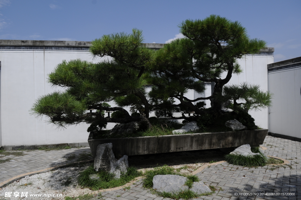 盆景