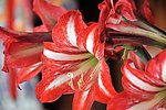 红色百合花