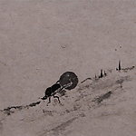 屎壳郎