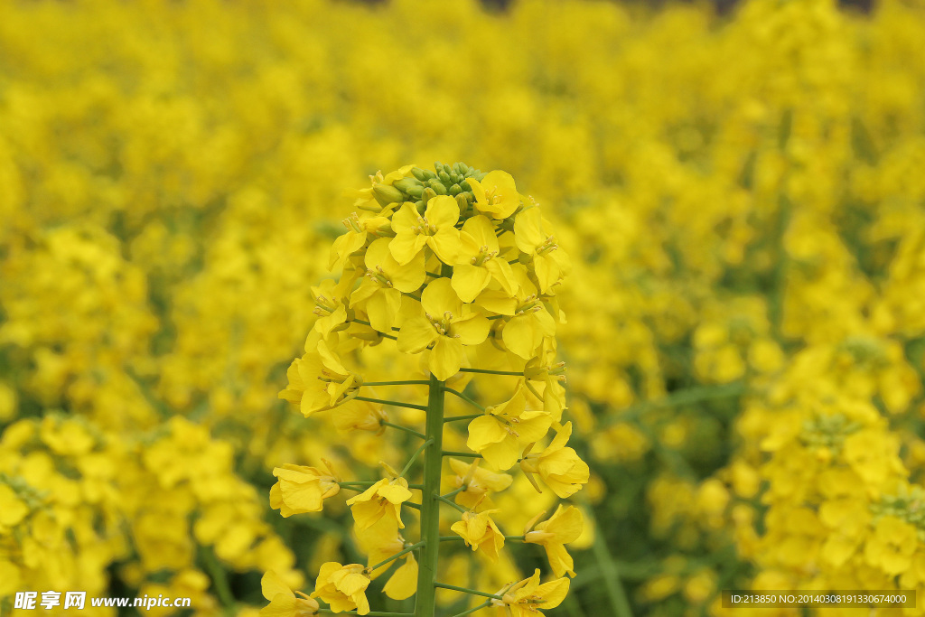 菜籽花