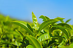 茶叶