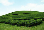 茶园
