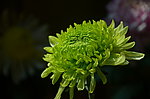 绿菊