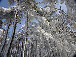 雾松 结冰 冰雪