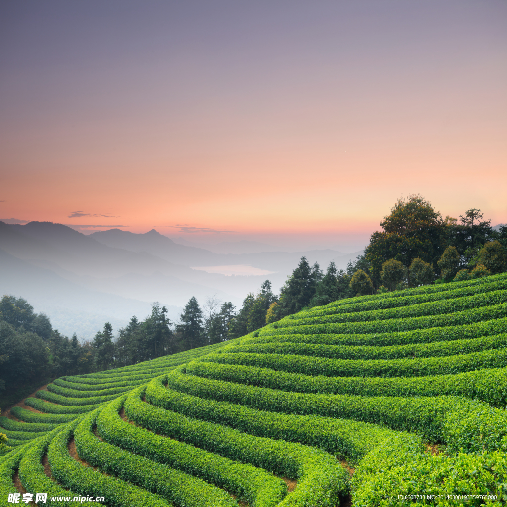 茶园 茶园风光