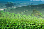 茶园 茶园风光