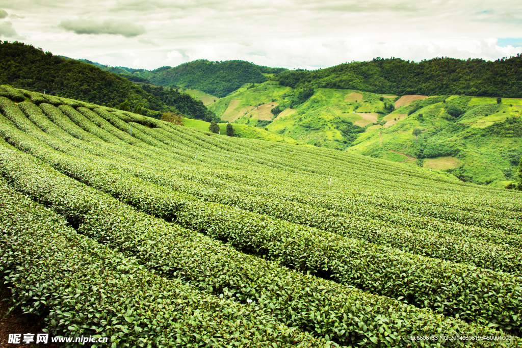 茶园 茶园风光