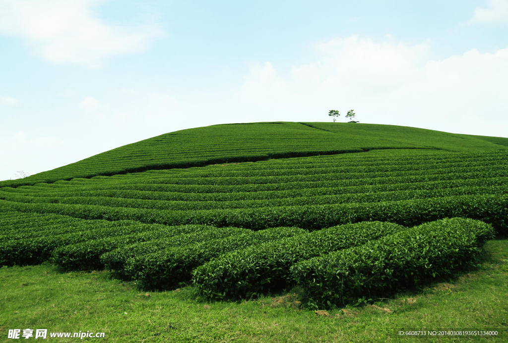 茶园 茶园风光