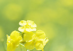 油菜花