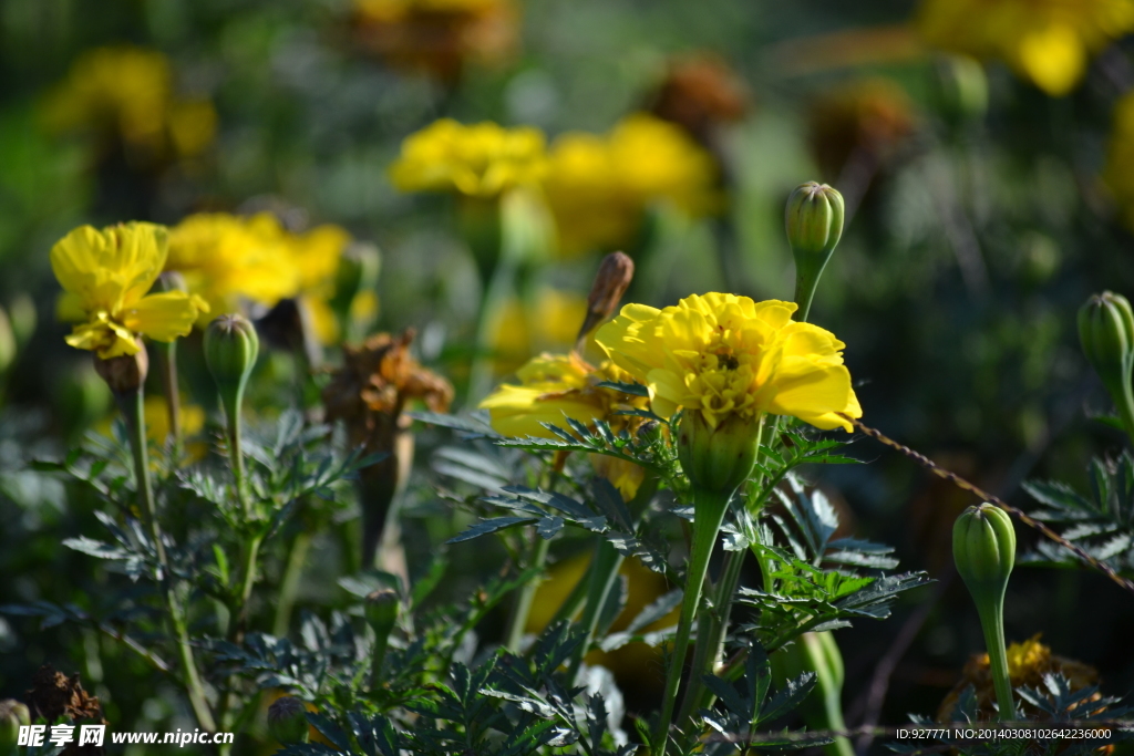 黄花