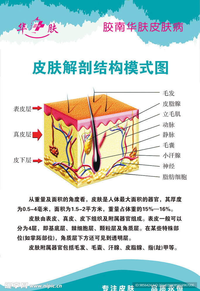 皮肤解剖图PSD