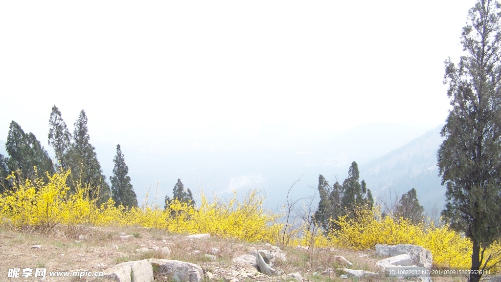 迎春花