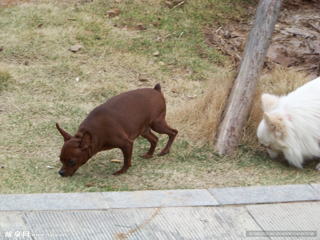 鹿犬