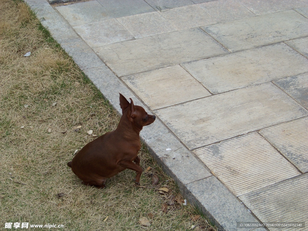 鹿犬