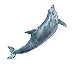 海豚