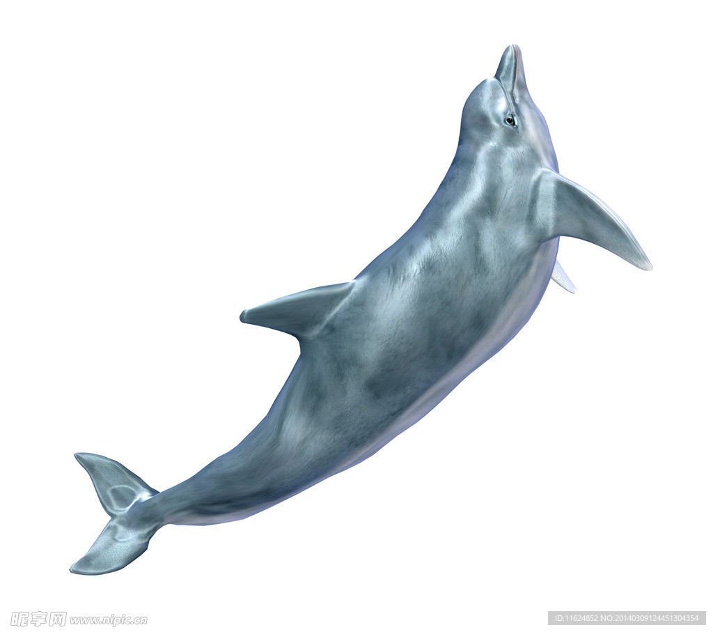 海豚