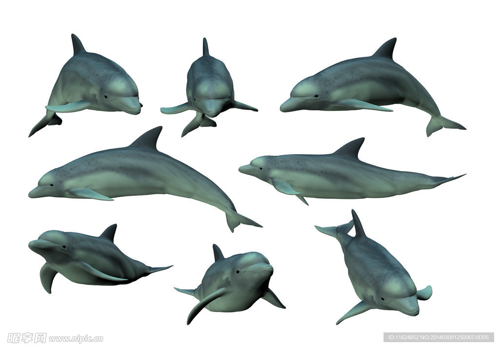 海豚
