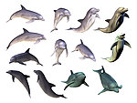海豚